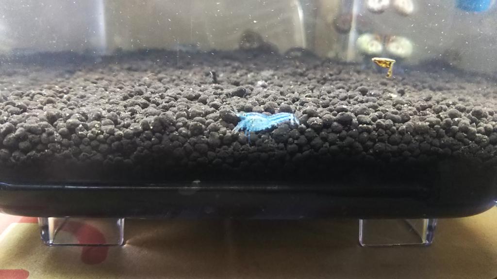 ザりガニパンチ 7 24アクバス出店 でもgex以上に鮮やかな青化傾向を示しているのがaquaticplantsfactoryさん Aquaplant3 のブラックソイル 各水槽5匹の試験飼育なのでより多数でのテストが必要ですが ヤフオクで販売されてます T Co Iy0an3m2xe