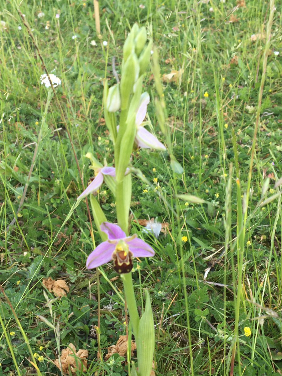 👏👏👏@ChinnorRailway for your mgmt of small patch of grassland. Bee Orchids in full bloom, Pyramidal Orchids on way & species like Kidney Vetch too, great to see ✅👍 info boards @Love_plants @Mattpitts1974 @ChilternsCCC @ChilternsAONB #NoMowMay #rougharoundtheedges @BBOWT