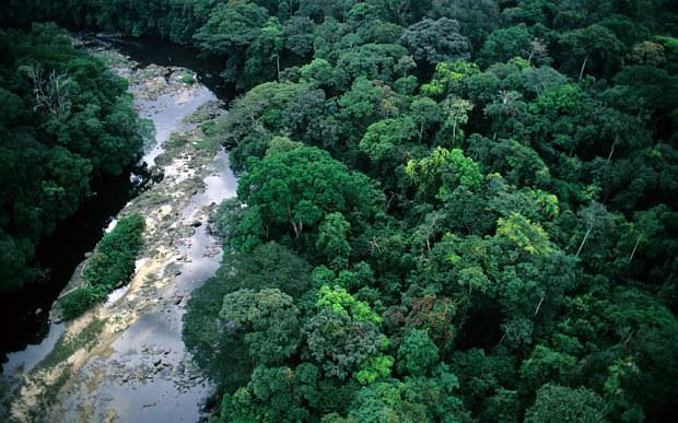 Сведение лесов в бассейнах рек приводит. Вечнозеленые тропические леса Конго. Тропические леса Нигерии. Калимантан экваториальный пояс.