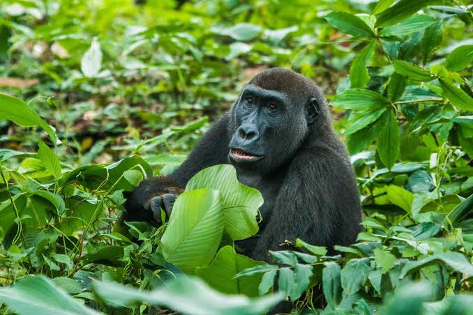Amazon Rainforest Amazon rainforest animals, Rainforest animals, Amazon rainfore