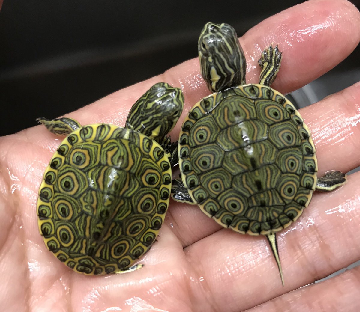 Aqua Animal Freedom アクア アニマル フリーダム タバスコクジャクガメ入店してます タバスコクジャクガメ 水棲亀 水棲ガメ 爬虫類販売 T Co 4cyv7jkitv Twitter Aqua Animal Freedom アクア アニマル フリーダム タバスコクジャクガメ入店してます タバスコクジャクガメ 水棲亀 水棲ガメ 爬虫類販売 T Co 4cyv7jkitv Twitter