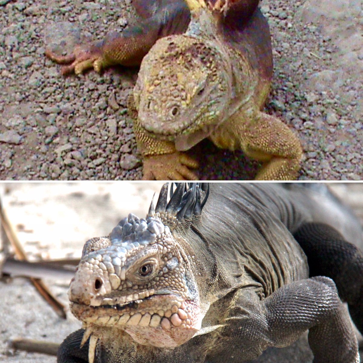 KINOSTOUR's tweet photo. Sea and land iguana, Caribbean island and Equatorian island. Shots by Canon EOS 60D, lens 18/200mm. #nonstopsearching
#nature #narureza #secretspots #privatetrip #customizedtrip #outdooradventures #travel #sicktrips #lesclefsdorbresil #lesclefsdor #lesclefsdorbresil #oceana https://t.co/S9LGydBqgQ