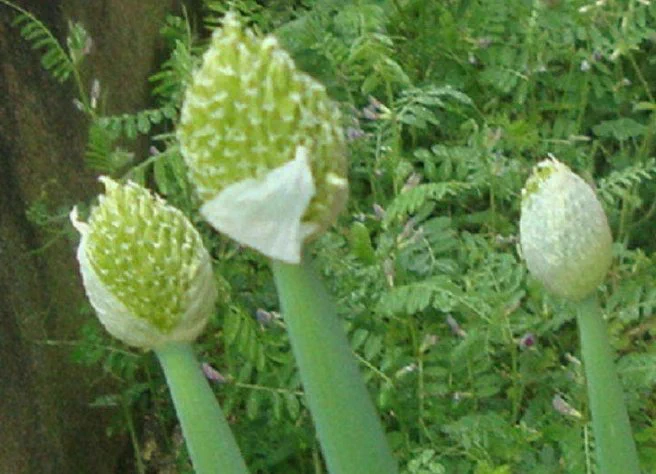 @Yukyuzan_zoo @Mossie633 葱坊主感、半端ないな。 