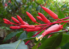 arbolespe's tweet photo. #Cuasia (Quasia amara) #PaloIsidoro F Simarubacea arbusto del Brasil, de madera amarga, tónica y aperitiva, hojas compuestas alternas y pinadas, flores en racimos terminales de color rojo brillante en el exterior y blanco en el interior Fruto drupáceo. Uso como insecticida https://t.co/KWPmZTJdHv