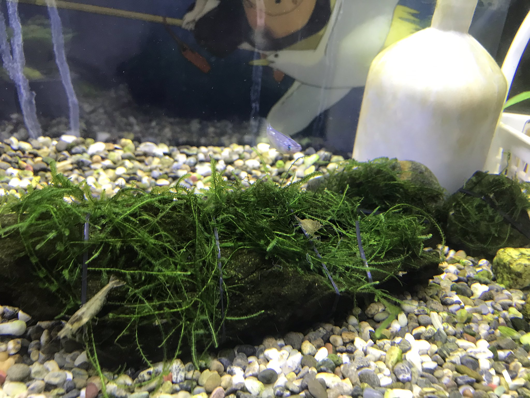 メダカの日常 叔父さんから南米ウィローモス貰いました 流木と石に付けてみたけど これであってるんかな このゴムで付けたんですけど大丈夫ですかね でも 巻きつけるだけでも全然違う めっちゃ 綺麗 南米ウィローモス 流木 石
