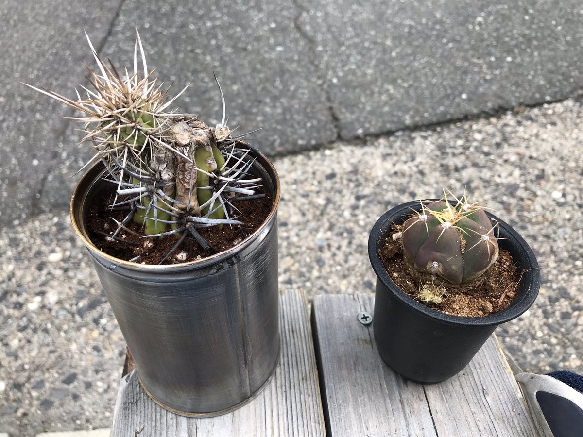 デゴチ サボテンの移植をするために空き缶をバーナーで炙り塗装を剥がして底に穴を開けました サボテン は数週間ほど乾燥させ少し根っこらしいものがあったので 暖かいうちにサボテンの土に定着させたいです 育ってくれるかしら