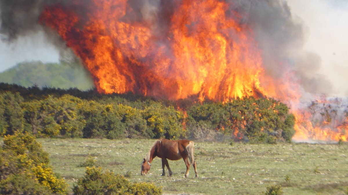 The New Forest - Forestry England (@engnewforest) on Twitter photo ⚠️⚠️The Forest is now on EXTREMELY high alert for the risk of wildfires⚠️⚠️ Our staff are out across the Forest working with @Hants_fire to help protect this special place. Please support them by leaving BBQs at home & no campfires. <a href="/NewForestNPA/">New Forest NPA</a> #Bewildfireaware #picnicsnotBBQs ⚠️⚠️The Forest is now on EXTREMELY high alert for the risk of wildfires⚠️⚠️ Our staff are out across the Forest working with @Hants_fire to help protect this special place. Please support them by leaving BBQs at home & no campfires. <a href="/NewForestNPA/">New Forest NPA</a> #Bewildfireaware #picnicsnotBBQs