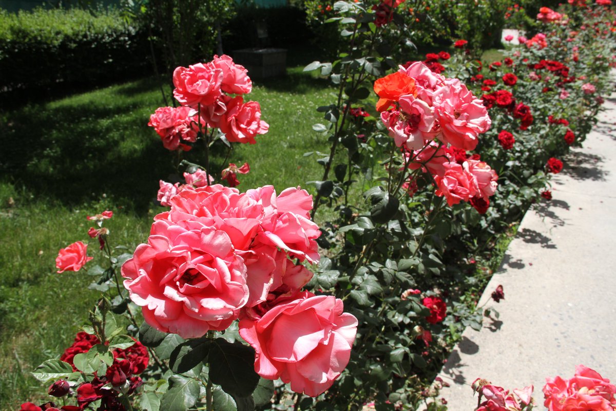 acku2007's tweet photo. Beautiful Nature of ACKU in Spring!
May 30, 2020
#ACKU #SpringTime
#Nature #Campus #Flowers
https://t.co/7AWP1GebHN https://t.co/aHYxc9Uaul