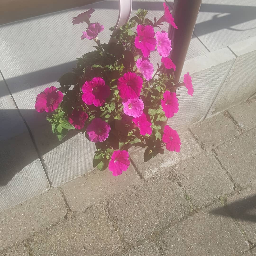 bebbingtonclare's tweet photo. #garden #prettyflowers #relax #anotherbook ❤ https://t.co/aDj60cyd11