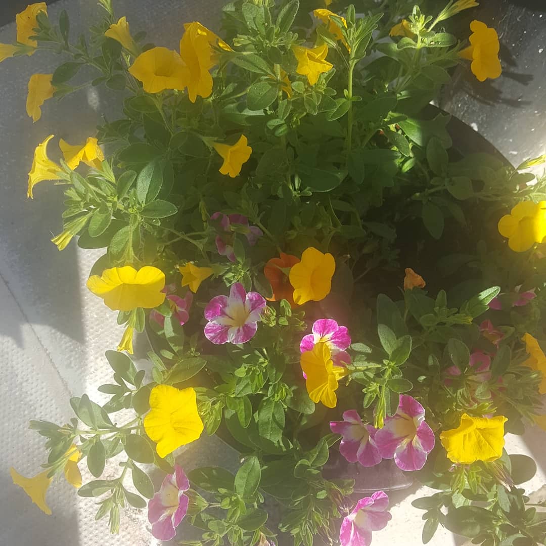 bebbingtonclare's tweet photo. #garden #prettyflowers #relax #anotherbook ❤ https://t.co/aDj60cyd11