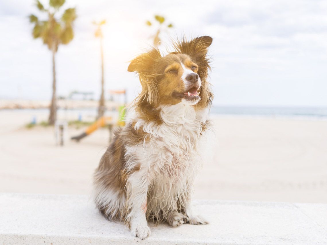 InterestingMega's tweet photo. Did you know that #dogs can get sunburns? 😱🐶🌞

👉 https://t.co/B45bZ6mAaX https://t.co/RmVXzHwPDM