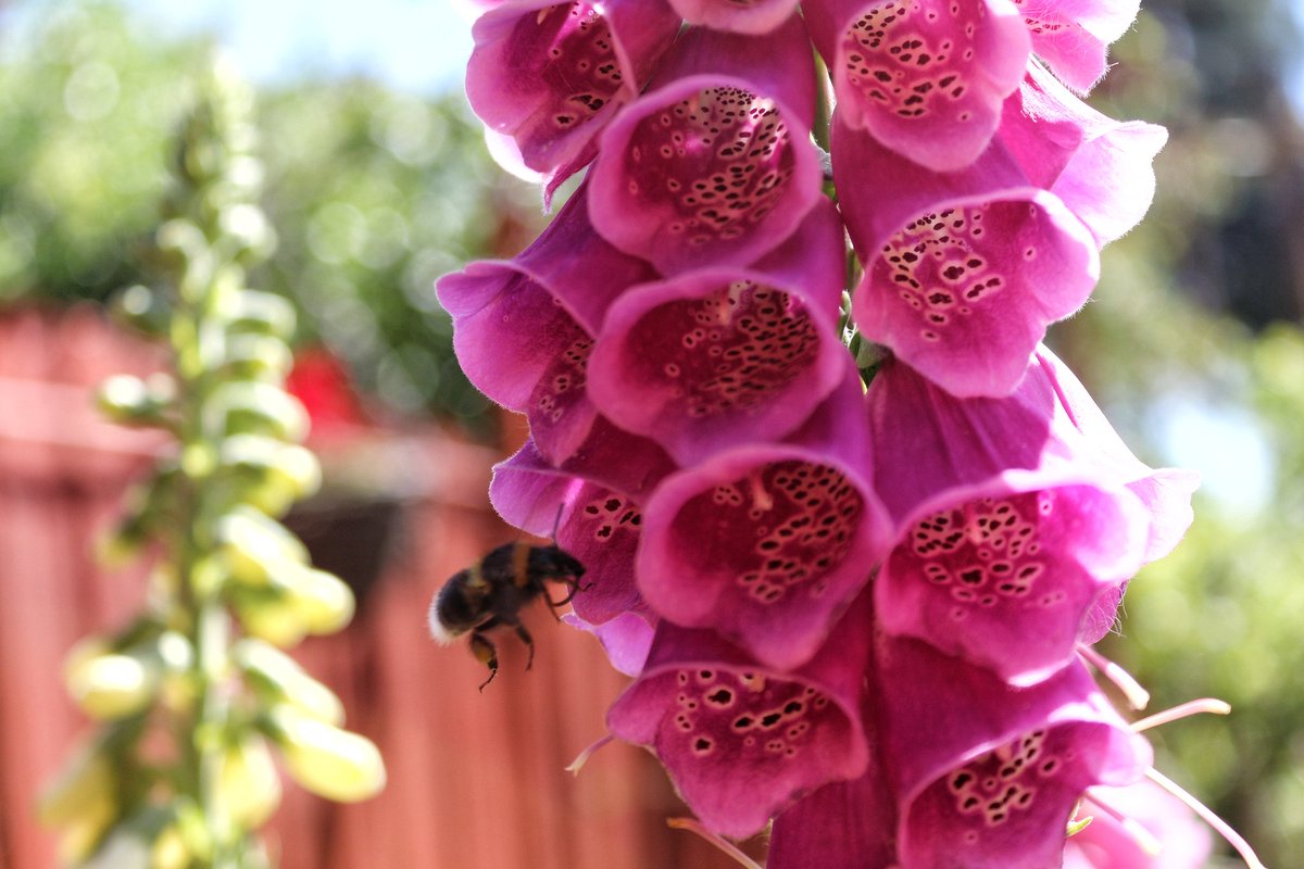 LFTR_Nuclear's tweet photo. The garden is starting to look lovely with all the sunshine recently 🌼

#flowers #flowerphotography #nature #garden #gardening #NaturePhotography #outdoor #photography #Sheffield https://t.co/1yE9gBRl2Q