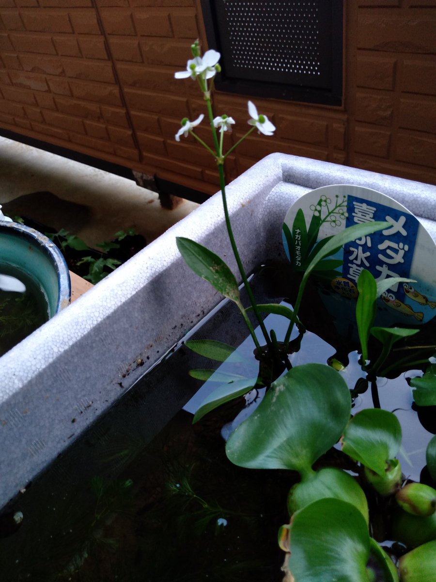 もっこす次郎 本日 さらに開花 二号睡蓮鉢はだいぶ白濁が減ってきた 一号睡蓮鉢はほぼ透明で抱卵していたヒレナガメダカ を一旦 育成用水槽のネットに入れて水草に卵を着床させた後 ふたたび二号睡蓮に戻した もっこす次郎 本日 さらに開花 二号睡蓮鉢はだいぶ白濁が減ってきた 一号睡蓮鉢はほぼ透明で抱卵していたヒレナガメダカ を一旦 育成用水槽のネットに入れて水草に卵を着床させた後 ふたたび二号睡蓮に戻した