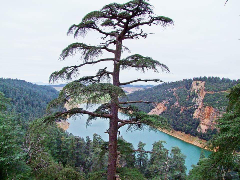 أسعد الله اوقاتكم بكل خير صديقاتي أصدقائي وعطلة نهاية الاسبوع موفقة
الصورة لشمخ الأرز بقمم بحيرة أكلمام ازكزا خنيفرة