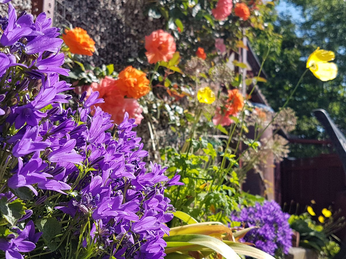 LFTR_Nuclear's tweet photo. 📷🌼

#flowers #flowerphotography #nature #garden #gardening #NaturePhotography #outdoor #photography #Sheffield https://t.co/LvciYmGelF