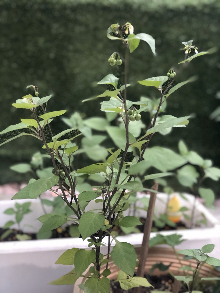 கும்முன்னு வளருது  #என்வீட்டுதோட்டத்தில்