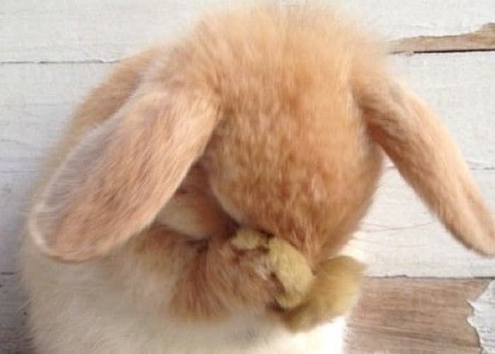 무한적아 조앗던 이유 중 하나
롭이어 토끼 도영이를 마니 볼 수 있었따