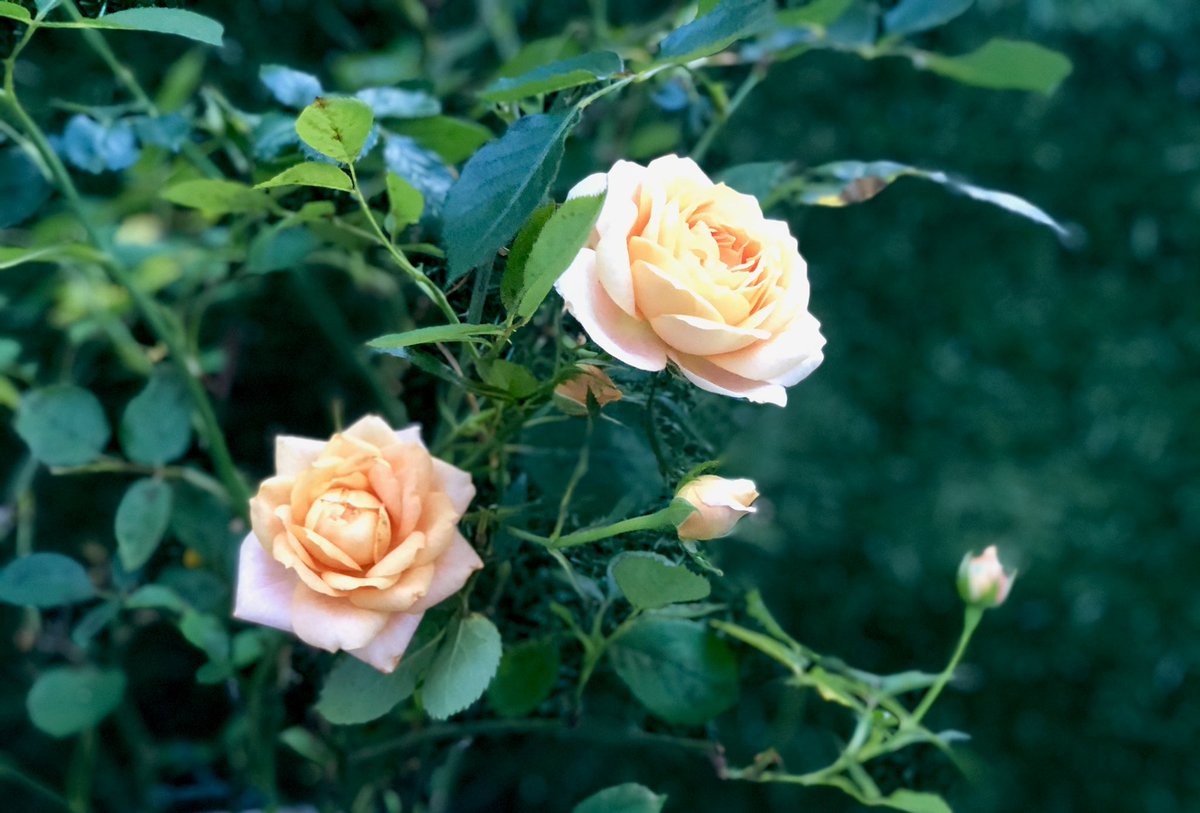 ரோஜா பூந்தோட்டம்,காதல் வாசம், காதல் வாசம்,பூவின் இதழ் எல்லாம்,மௌன ராகம், மௌன ராகம்,ஒவ்வொரு இலையிலும்,தேன்துளி ஆடுதே,பூவெல்லாம் பூவெல்லாம்,பனி மழை தேடுதே,நம் காதல் கதை கொஞ்சம்,சொல் சொல் சொல் என்றதே....  #என்வீட்டுதோட்டத்தில் 