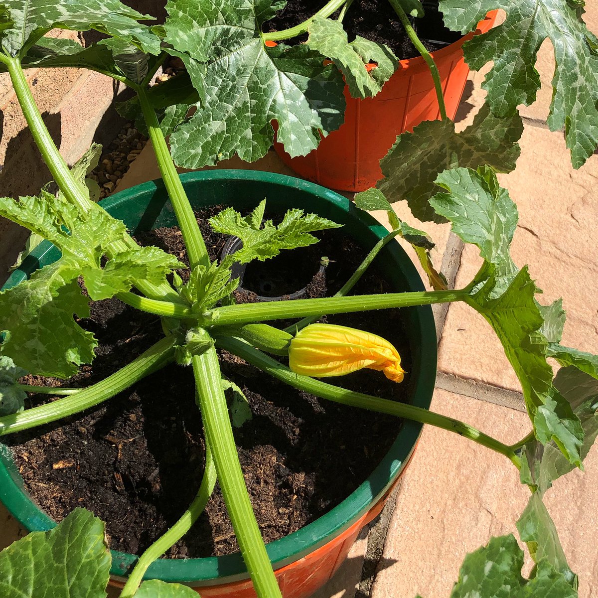 islandish's tweet image. Courgettes coming along nicely #lockdowngarden #mygarden