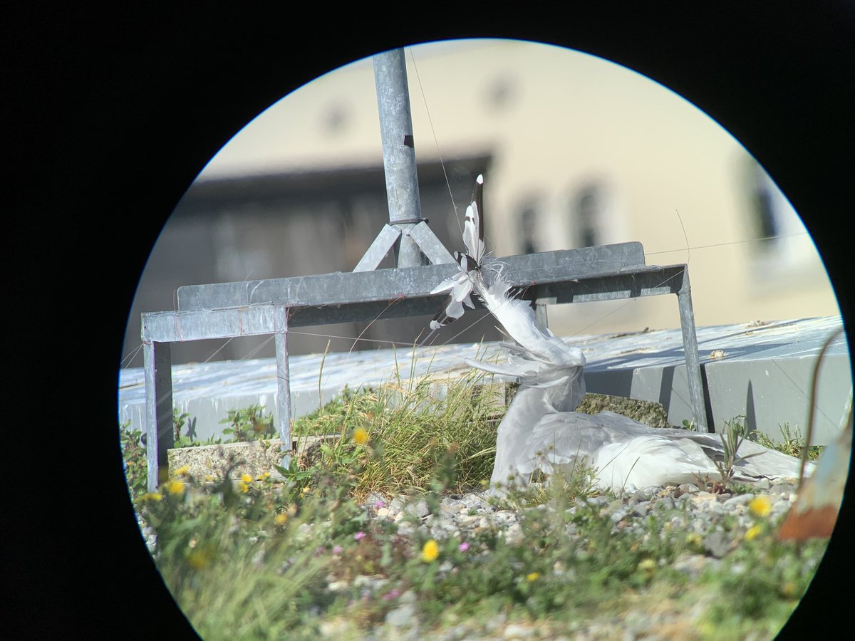 ioconn's tweet photo. The result of this mindless savagery is dead adult birds, dead chicks or unhatched eggs. #birdsmatter #seabirdersaturday #teamgull @BirdWatchIE https://t.co/lC8WSZyfIS
