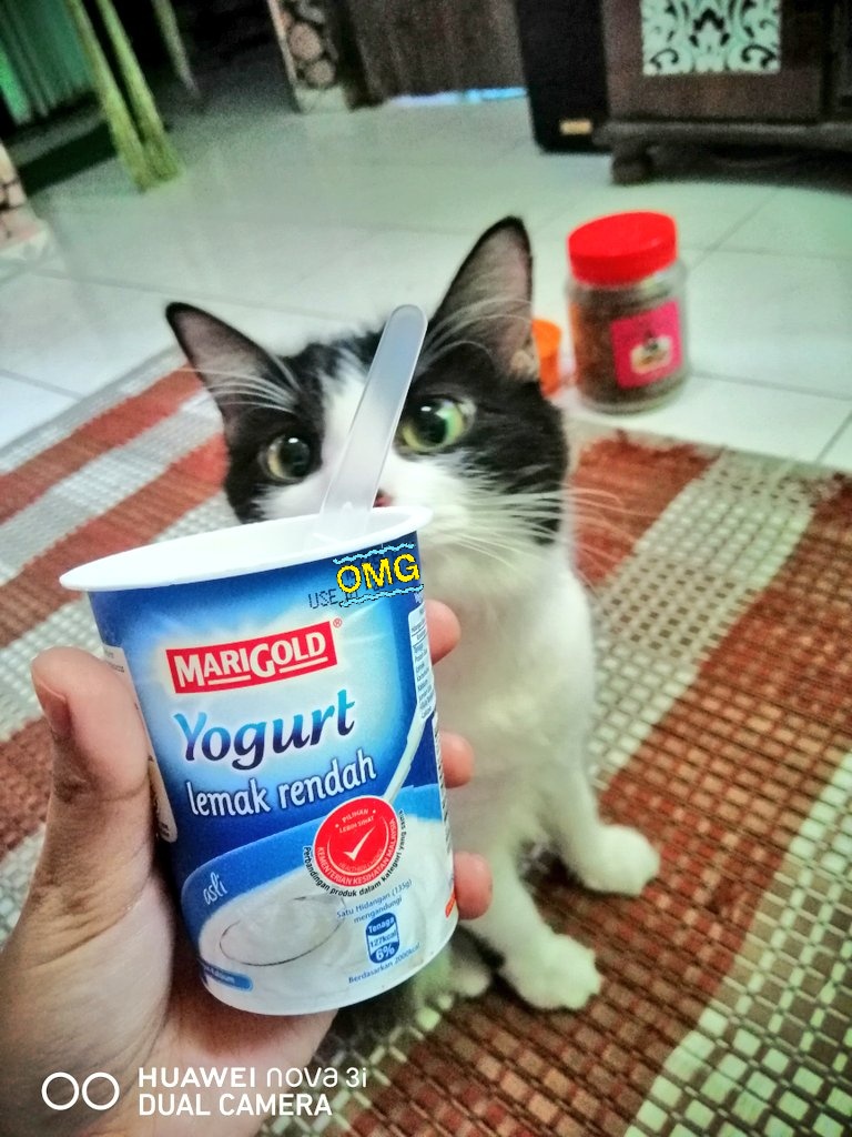 Iqa71034572's tweet photo. Petua @phoenixterbang layan yogurt plain dgn oyeo 😘 matt petang uolls https://t.co/UOZ3xQF3P7