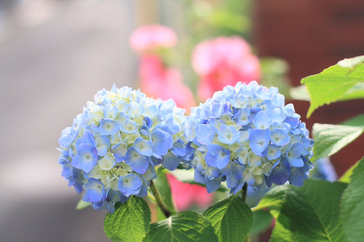 Cozy Room 簡単な瞑想を取り入れて頭をクリアにしたいときに シダーウッド パチュリ ベルガモット 目を閉じて深呼吸したくなるようなリラックスブレンド 免疫力up リンパ 血液循環促進 消化器系活性化 セルライトケア アロマブレンド 良い夜