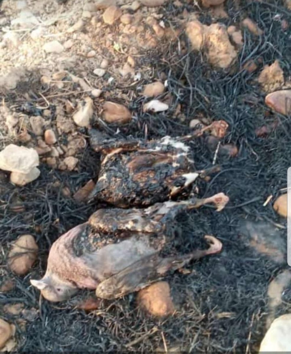 Tabyincenter01's tweet photo. For two days now, the forests of the Zagros in Iran, have been on fire. The loss of animals in this fire is painful. 

#زاگرس_در_آتش https://t.co/gw6UaQUn63