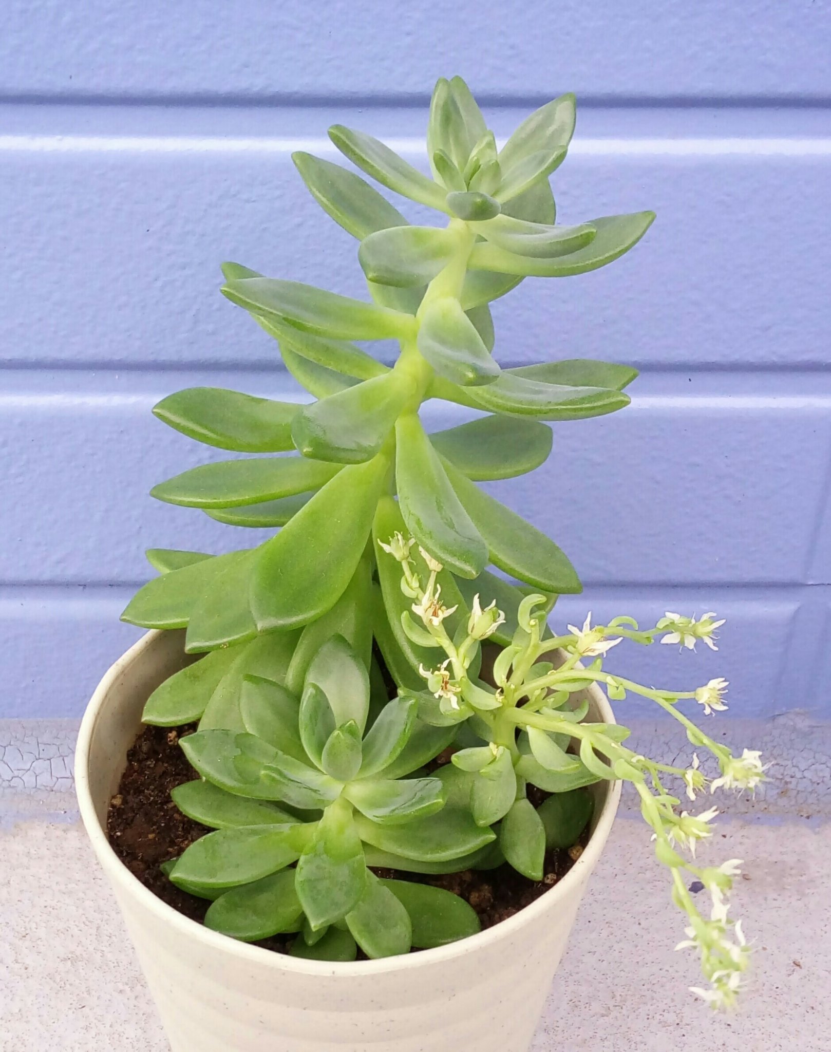 Yui 多肉植物の春萌さん 胴切りして 発根待ってたら 根が出て来たけど 気が付けば思いっきり徒長してる とりあえず 植えた T Co Bvvjwmqjti Twitter