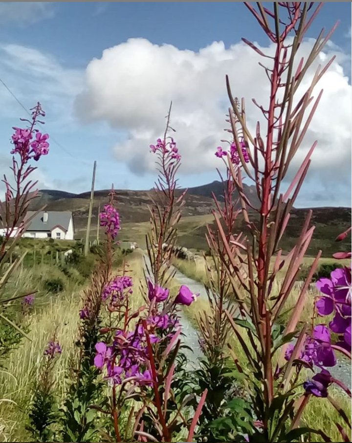 Beautiful Mourne Mountains, Co Down, N  #Ireland. Mournes are made up of 12 mountains with 15 peaks & include the famous Mourne wall (keeps sheep & cattle out of reservoir)! Area of Outstanding Natural Beauty. Partly  @NationalTrustNI.Daniel Mcevoy (with lovely cats!)  #caturday