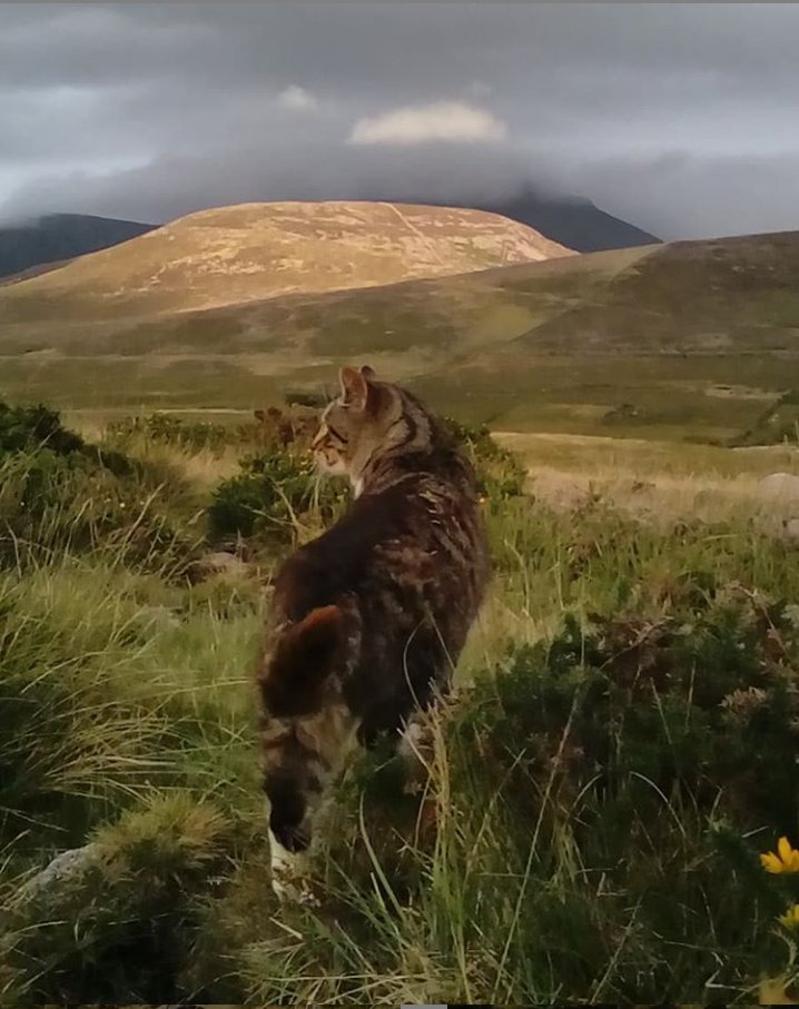 Beautiful Mourne Mountains, Co Down, N  #Ireland. Mournes are made up of 12 mountains with 15 peaks & include the famous Mourne wall (keeps sheep & cattle out of reservoir)! Area of Outstanding Natural Beauty. Partly  @NationalTrustNI.Daniel Mcevoy (with lovely cats!)  #caturday