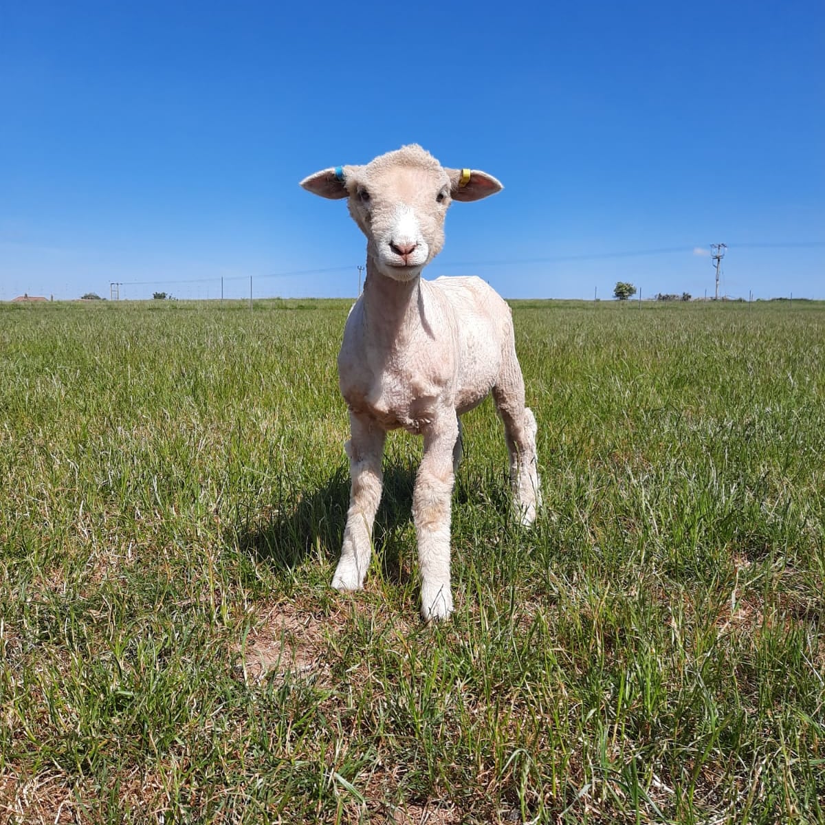 No more fleecey animals in sight😅 our sheep can now fully enjoy this beautiful weather🌞