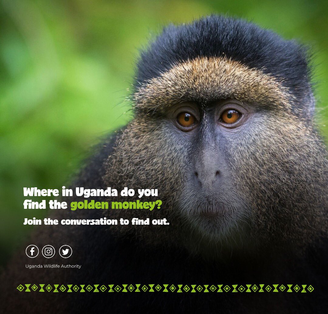 #WildlifeQuiz: Where in Uganda do you find the golden monkey?