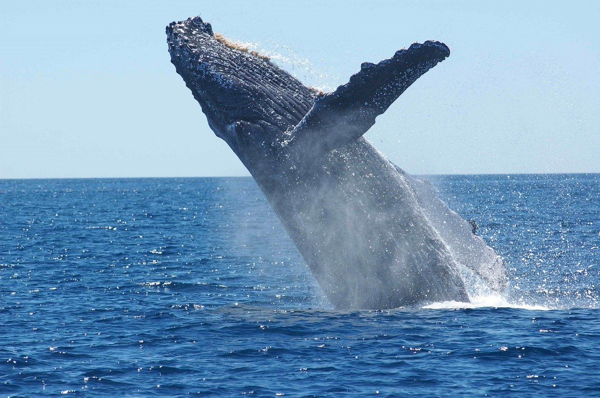 6/nWhale takes ~10,000 breaths in an year and still survives 80 years. Pl note water consists only 1% oxygen while Air 21%. Astonishingly, Whale takes 20,000 lesser oxygen and still capable of surviving a life span equal to human being.Is Oxygen k!ll!ng us by oxidizing fast?