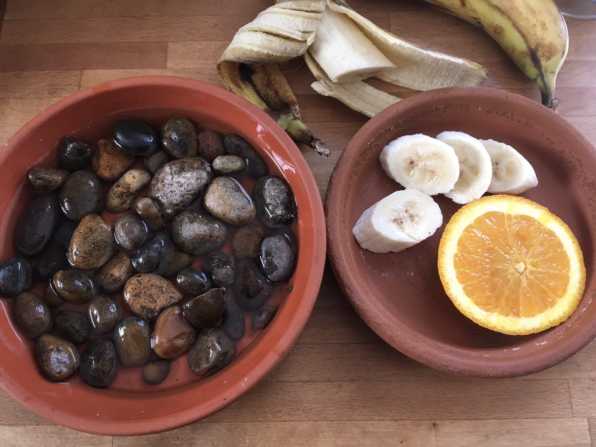 Plot7a's tweet image. Putting out insect watering &amp;amp; feeding stations in addition to regularly filling up the garden  bird bath &amp;amp; saucers, &amp;amp; dampening the brick &amp;amp; log piles. In these near #drought conditions the flowers will be providing very little #nectarforage #StateOfNature #ActionForInsects