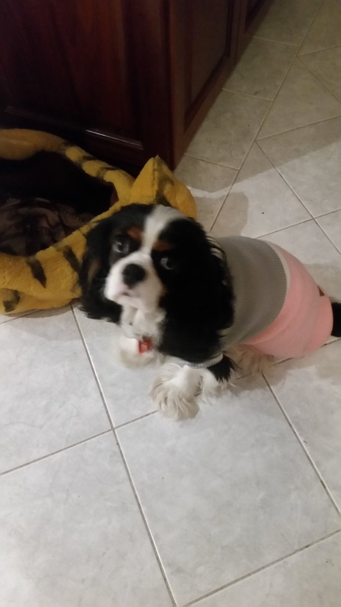 echo_cavalier's tweet image. Mum and dad bought me a new jumper now that it is getting colder here