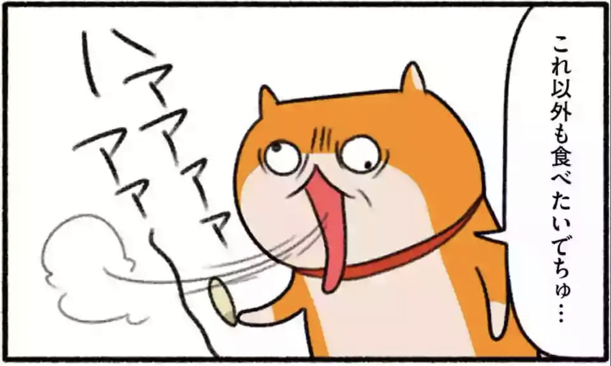 クソハム、あわれむ
#生きぬけ爆走クソハムちゃん 
