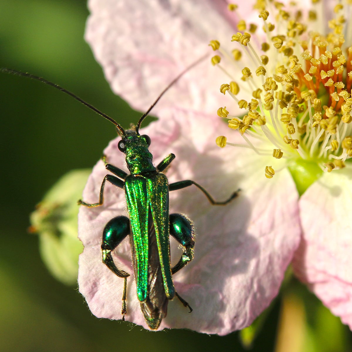 Since lockdown, I've been turning my focus (literally) on to the details of my local landscape. This is a Thick-legged Flower Beetle (Oedemera nobilis) on a Bramble flower. Five minutes from my front door.