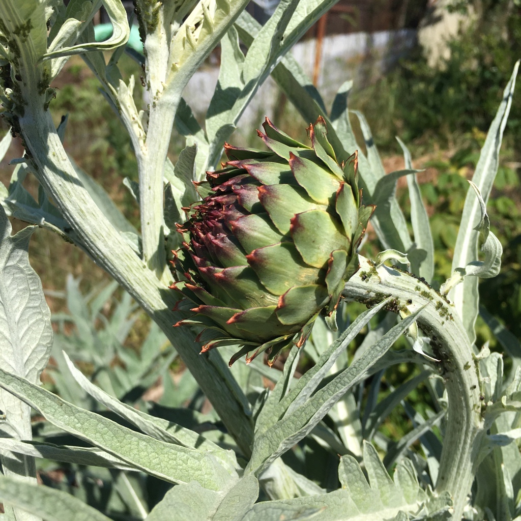 One lesson learned on allotmenting: Don’t leave the asparagus for a week. One lesson needed on allotmenting: What the Hell does one do with artichokes? It’s just a massive thistle, isn’t it?