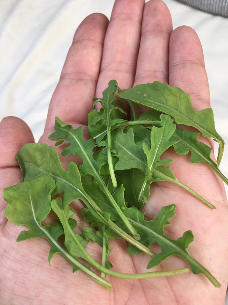 Home-grown rocket (arugula, for )! It's a bit feeble and most of it has been eaten by bastard slugs, but an pleased with it regardless. Gonna add it to my salad right now.