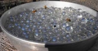 It’s getting really hot out..! Please help #bees by putting out a shallow pan of water with rocks or marbles in it. The thirsty bees work VERY HARD and deserve a cool drink of water. Empty at dusk so mosquitos don’t use it to lay their eggs. #savethebees #bringbackthebees