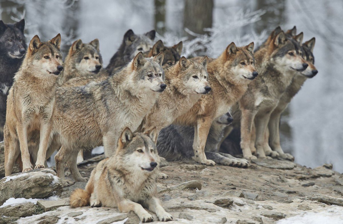 Nowadays European wolves are protected by conservation measures. The nearest populations to Ireland are in France & Spain. Archaeologists have found evidence of them in at least Waterford, Sligo & Cork. Reference to them peppers Irish historic sources.
