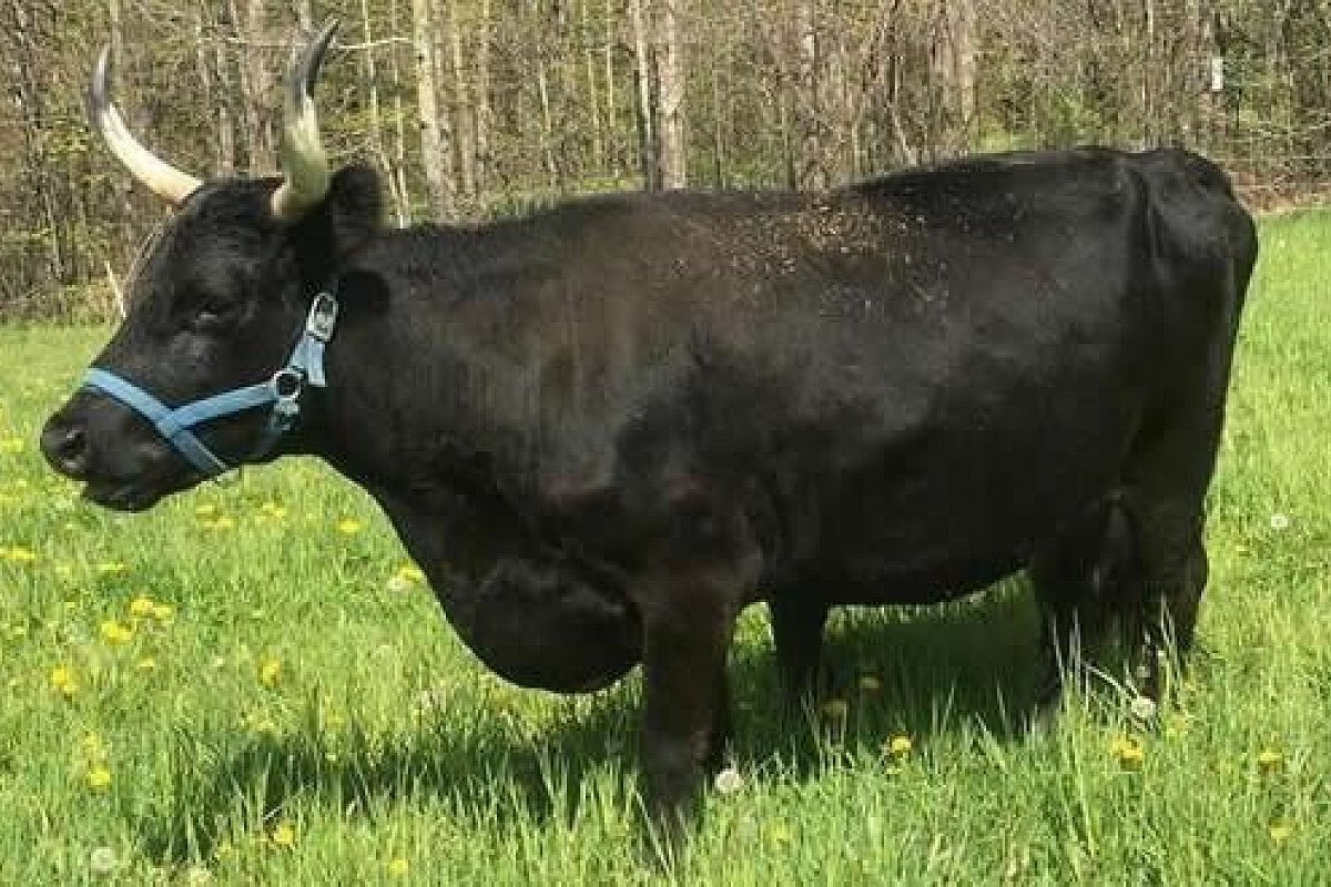 Herds were protected both by humans & by bulls. In the latter case there was a special form of bull that is a Dam Conchaid - a Wolf-fighting Ox. It is noteworthy that the Irish Law texts do not reference danger to humans by wolves.