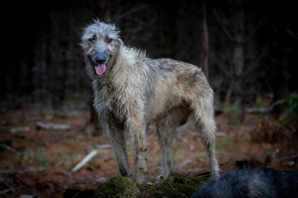 An early mention of Irish wolfhounds dates from 1570 when Edmund Campion noted their use to hunt. These shaggy giants are still popular in Ireland today (albeit rebred, at least in part). It is suggested these were used to hunt wolves.