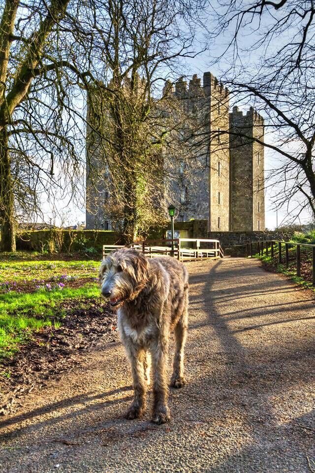 An early mention of Irish wolfhounds dates from 1570 when Edmund Campion noted their use to hunt. These shaggy giants are still popular in Ireland today (albeit rebred, at least in part). It is suggested these were used to hunt wolves.