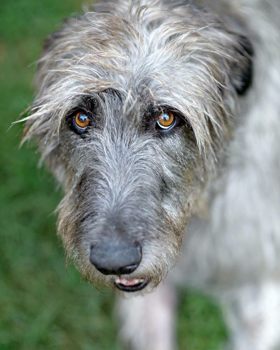 An early mention of Irish wolfhounds dates from 1570 when Edmund Campion noted their use to hunt. These shaggy giants are still popular in Ireland today (albeit rebred, at least in part). It is suggested these were used to hunt wolves.