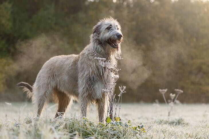 Organised wolf-hunting became more common with one in 1652 scouring Castleknock, Dublin. Official wolf-hunters were appointed. Bounties were awarded with females being set at £6. This was a significant amount for the time, indicating their nuisance to farming.