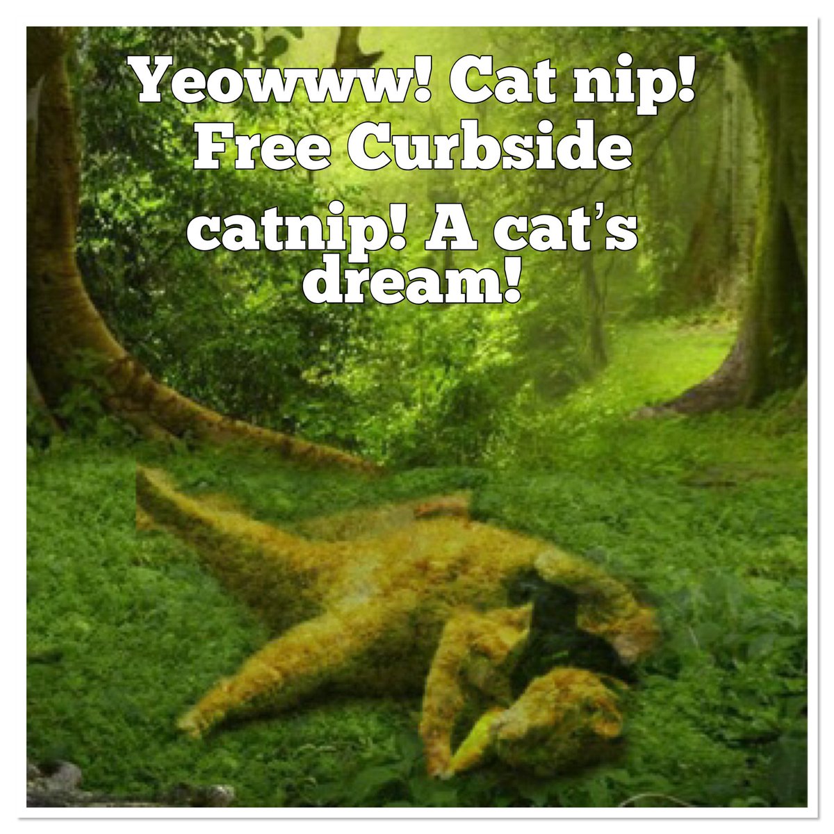 alphapetsupply's tweet image. Thanks to Yeowww! Catnip we have free packs of catnip to keep your cat happy! #curbsidecatnip