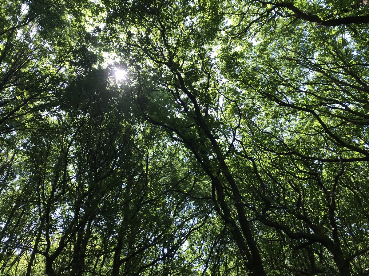 BeestonJeremy's tweet photo. The canopy in Middleton Woods was described by OH this afternoon as a โgreen cathedralโ #LookUpLeeds https://t.co/MTA8RBGPW1