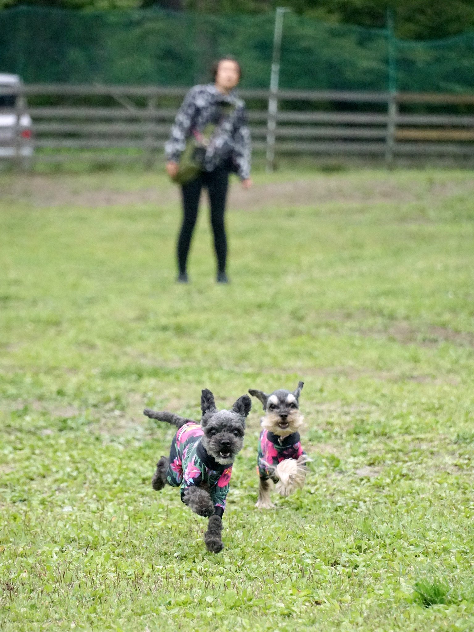 しろくまん ちびわんと旅しよう ドッグリゾートwoof 山梨県山中湖村の犬同伴可能なリゾートホテル 10面の広大な屋外 ドッグラン 屋内ドッグラン 屋内温水犬用25mプール等を備えた宿泊施設 愛犬をドッグランで遊ばせたい プールで泳がせたいなどの希望が