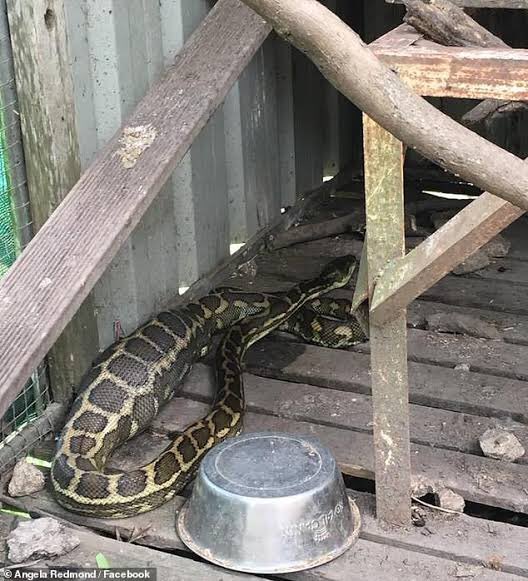 Mum escorted me to one of the pit venues in the compound & waited outside. As I was concluding,I heard a rustling & espied this thing. I screamed. Mum barged in, grabbed me and we ran.In the morning, some men came & I saw them leave carrying this huge snake like a trophy 22/